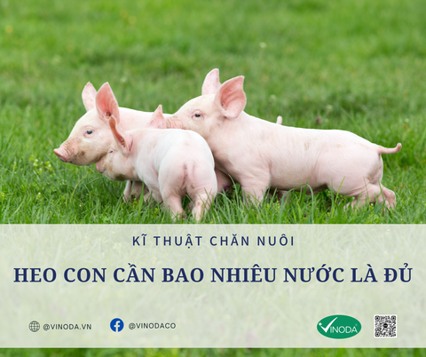 Heo con cần bao nhiêu nước là đủ?