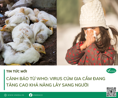 Cảnh báo từ WHO: Virus cúm gia cầm đang tăng cao khả năng lây sang người