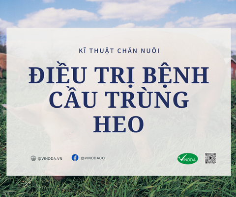 Điều trị bệnh cầu trùng heo