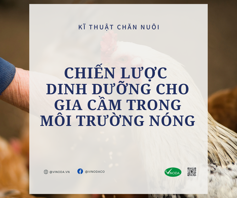 Chiến lược dinh dưỡng cho gia cầm trong môi trường nóng