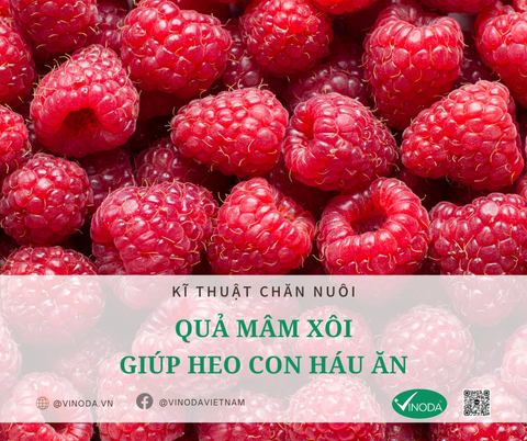 Quả mâm xôi - giúp heo con háu ăn