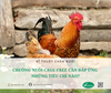 Chuồng trại Cage-Free phải đáp ứng những tiêu chí nào?