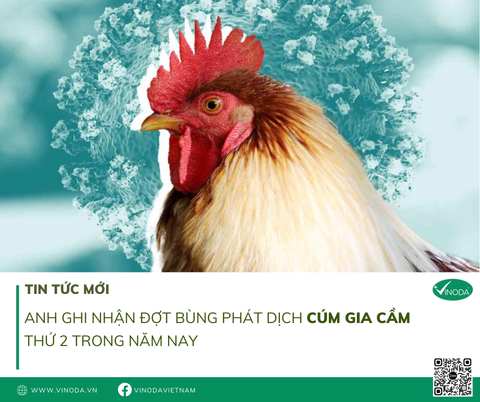 Cúm gia cầm bùng phát lần THỨ 2 tại Anh