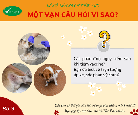 Hiện tượng áp xe, sốc phản vệ sau tiêm