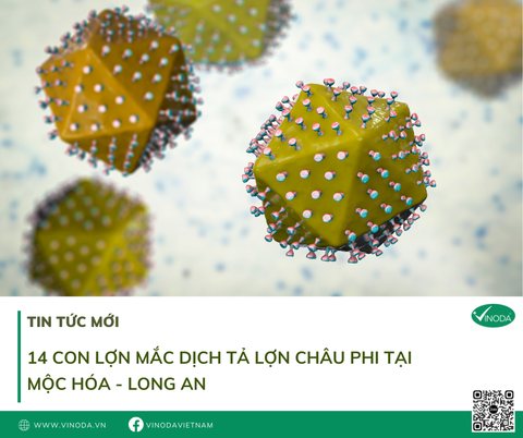 14 con lợn mắc dịch tả lợn châu Phi tại Mộc Hóa - Long An