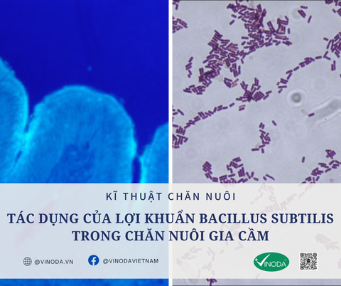 Tác dụng của lợi khuẩn Bacillus subtilis trong chăn nuôi gia cầm, bảo vệ lớp biểu mô ruột, cải thiện tiêu hóa, ức chế mầm bệnh