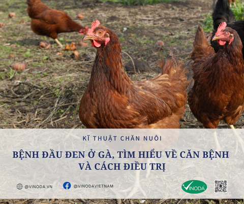Bệnh đầu đen (bệnh kén ruột, viêm gan ruột truyền nhiễm) ở gà, tìm hiểu về căn bệnh và cách điều trị