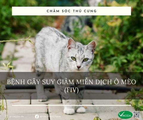 Bệnh gây suy giảm miễn dịch ở mèo (FIV)
