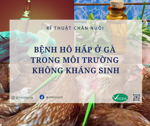 BỆNH HÔ HẤP Ở GÀ TRONG MÔI TRƯỜNG KHÔNG KHÁNG SINH