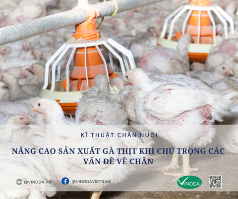 Nâng cao sản xuất gà thịt khi chú trọng các vấn đề về chân