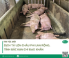Dịch tả lợn Châu Phi lan rộng, tỉnh Bắc Kạn chỉ đạo khẩn