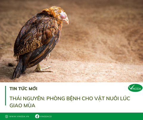 Thái Nguyên: Phòng bệnh cho vật nuôi lúc giao mùa