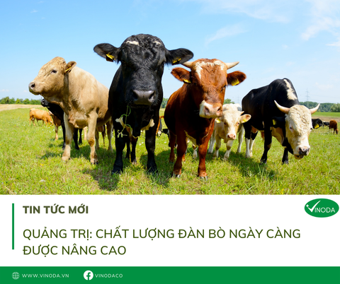 Quảng Trị: Chất lượng đàn bò ngày càng được nâng cao