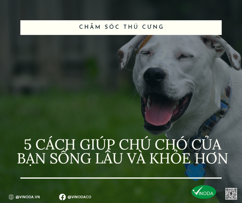 5 CÁCH GIÚP CHÚ CHÓ CỦA BẠN SỐNG LÂU VÀ KHỎE HƠN