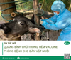 Quảng Bình chú trọng tiêm vaccine phòng bệnh cho đàn vật nuôi