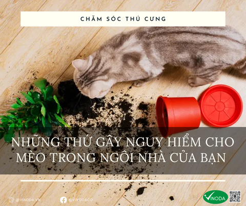 Những thứ gây nguy hiểm cho mèo trong ngôi nhà của bạn