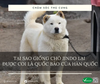 Giống chó Jindo là gì, tại sao lại được coi là quốc bảo của Hàn Quốc