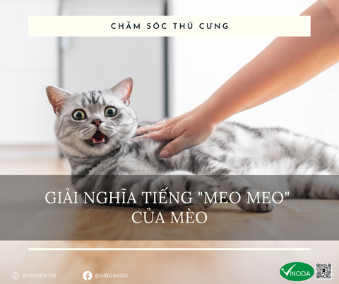 Giải nghĩa tiếng mèo kêu