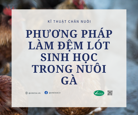 PHƯƠNG PHÁP LÀM ĐỆM LÓT SINH HỌC TRONG CHĂN NUÔI GÀ