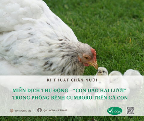 Miễn dịch thụ động – “con dao hai lưỡi” trong phòng bệnh Gumboro trên gà con