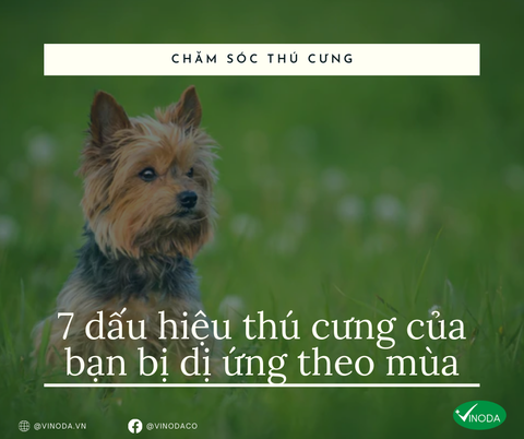 7 dấu hiệu thú cưng của bạn bị dị ứng theo mùa