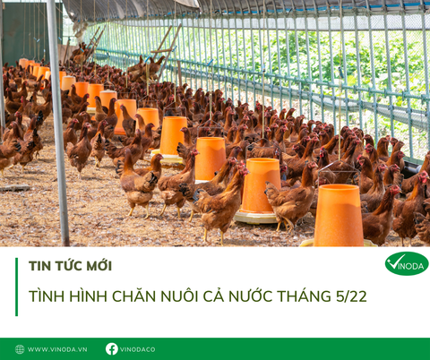 Tình hình chăn nuôi cả nước tháng 5/2022
