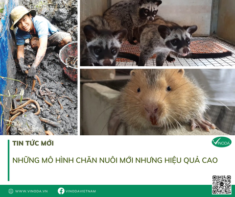 Những mô hình chăn nuôi mới nhưng hiệu quả cao