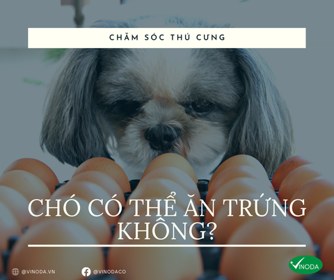 Chó có thể ăn trứng không?