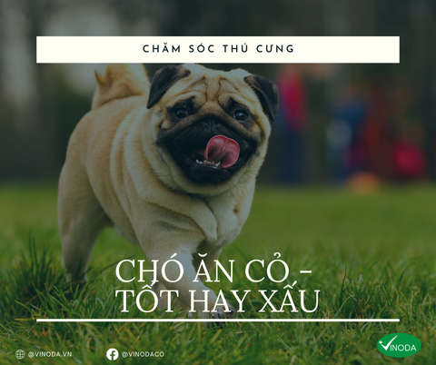 Chó ăn cỏ - Tốt hay xấu?