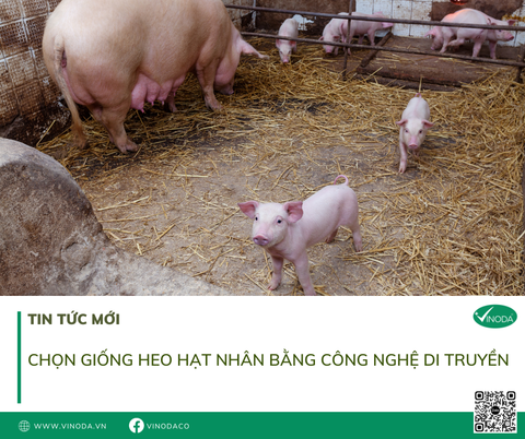 Chọn giống heo hạt nhân bằng công nghệ di truyền