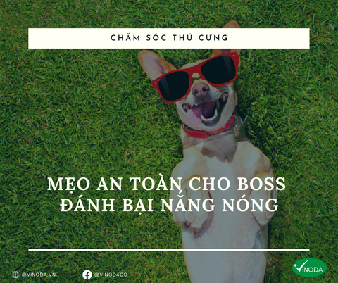 Mẹo an toàn cho Boss đánh bại nắng nóng