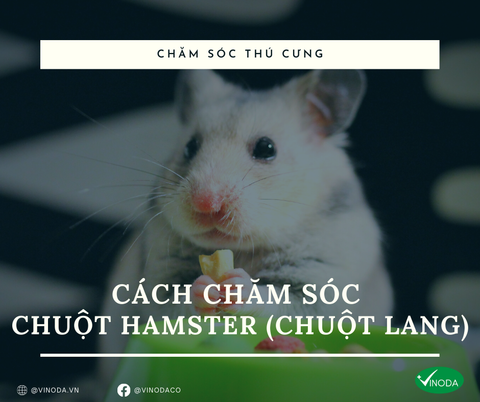 Cách chăm sóc chuột Hamster (chuột lang)