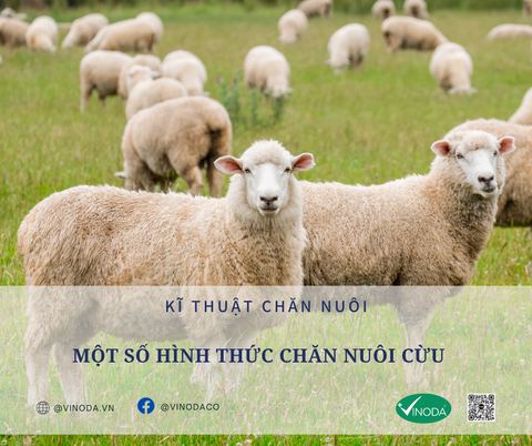 MỘT SỐ HÌNH THỨC CHĂN NUÔI CỪU