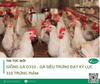 Giống gà D310 giống gà siêu trứng ở đạt kỷ lục 310 trứng/năm