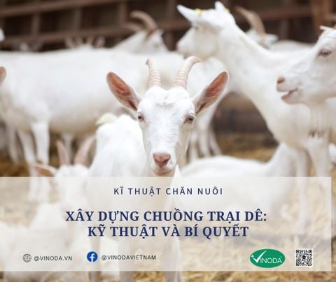 Xây Dựng Chuồng Trại Dê: Bí Quyết và Kỹ Thuật