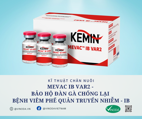 MEVAC IB VAR2 - BẢO HỘ ĐÀN GÀ CHỐNG LẠI BỆNH VIÊM PHẾ QUẢN TRUYỂN NHIỄM - IB