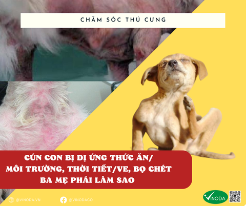 Dị ứng ở chó và chó con: Nguyên nhân, triệu chứng và cách điều trị