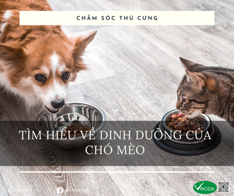 Tìm hiểu về dinh dưỡng của chó mèo