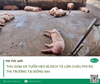 Thu gom và tuồn heo bị dịch tả lợn Châu Phi ra thị trường tại Đồng Nai