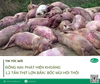 Đồng Nai: Phát hiện khoảng 1,2 tấn ‘thịt lợn bẩn,’ bốc mùi hôi thối