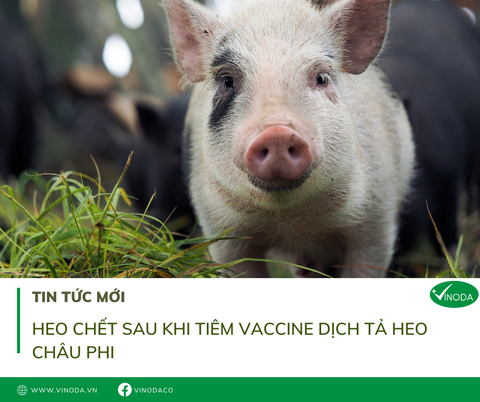 Heo chết sau khi tiêm vaccine Dịch tả heo châu Phi