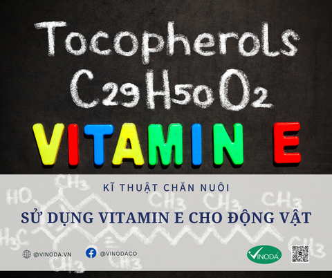 Sử dụng Vitamin E cho động vật