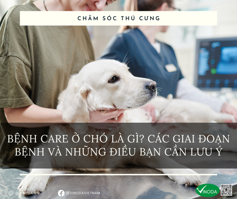 Bệnh care ở chó là gì? các giai đoạn bệnh và những điều bạn cần lưu ý