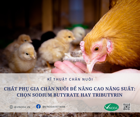 Chất phụ gia chăn nuôi để nâng cao năng suất: chọn sodium butyrate hay tributyrin