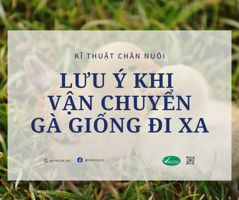 LƯU Ý KHI VẬN CHUYỂN GÀ GIỐNG ĐI XA