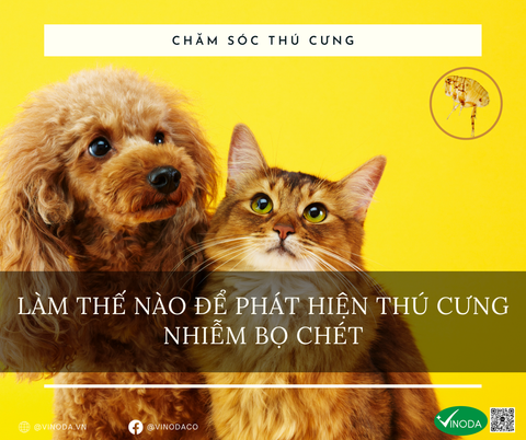 Làm thế nào để phát hiện thú cưng nhiễm bọ chét