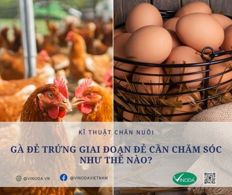Gà đoạn đẻ cần chăm sóc thế nào