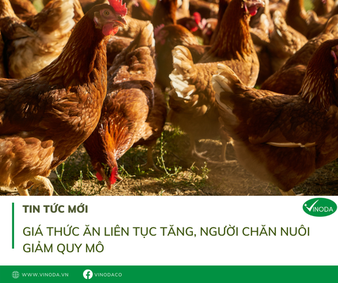 Giá thức ăn liên tục tăng, người chăn nuôi giảm quy mô