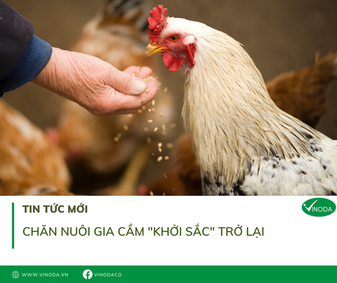Chăn nuôi gia cầm 