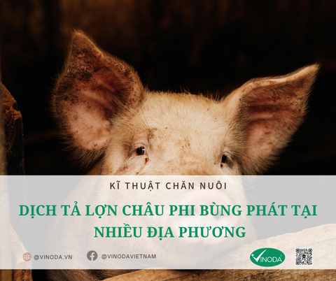 Dịch tả lợn châu Phi bùng phát tại nhiều địa phương